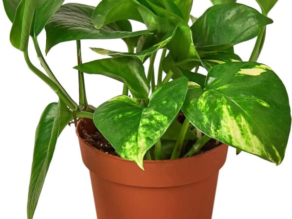 House Plant Shop | Pothos 'Golden' - 4" Pot